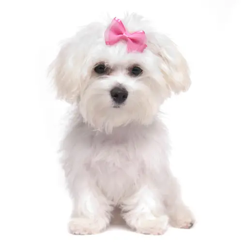 Food Allergies That Maltese Dogs Have